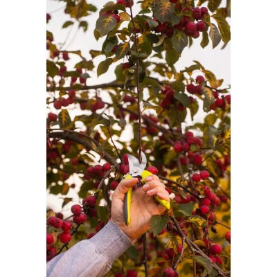 Bypass pruner Sexy 200mm, max 20mm.